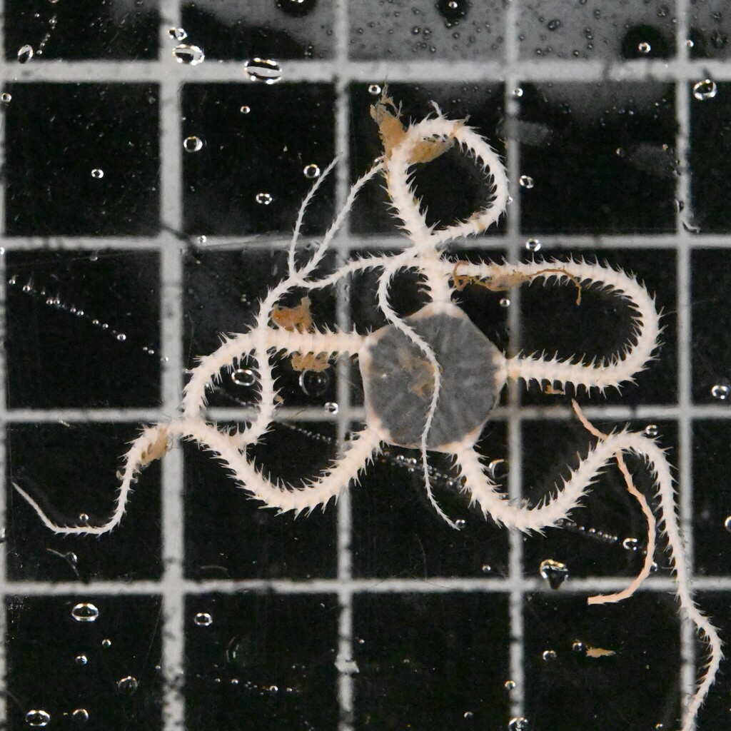 Amphilepididae