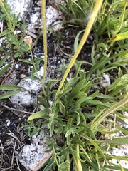 Raillardella scaposa