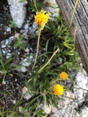 Raillardella scaposa