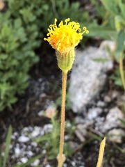 Raillardella scaposa