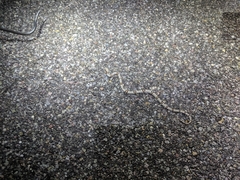 Trimorphodon vilkinsonii