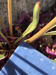 Rumex paucifolius gracilescens