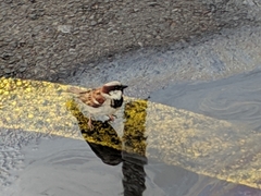Passer domesticus