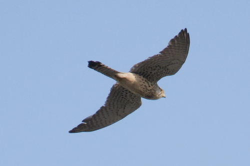 Eurasian Kestrel