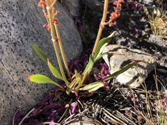 Rumex paucifolius gracilescens