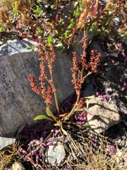Rumex paucifolius gracilescens