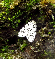 Aemene taprobanis