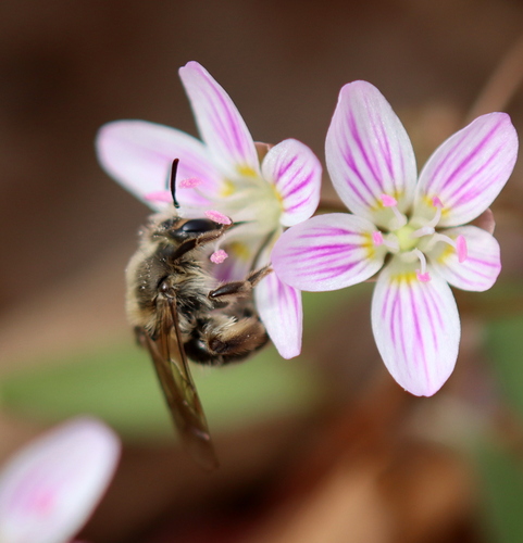 Trout-lily Mining Bee photo 3