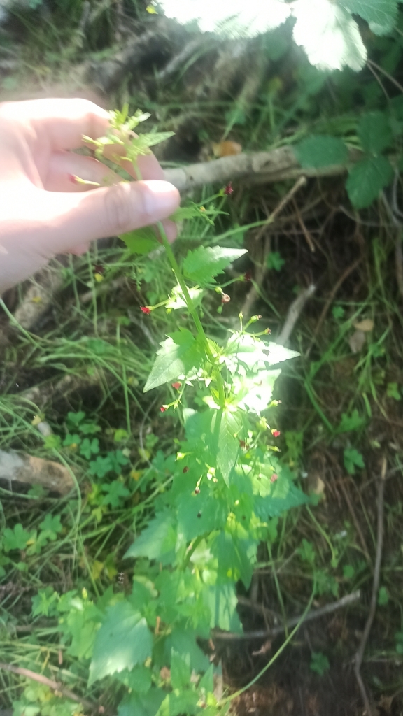 Nettle-leaved Figwort