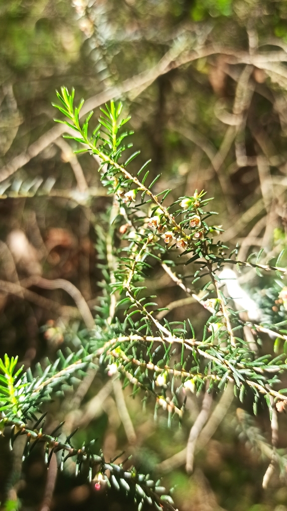 Common besom heath