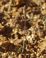 Thelymitra matthewsii