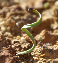 Thelymitra matthewsii