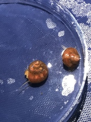 Calliostoma supragranosum