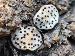 Poronia erici