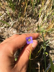 Swertiinae