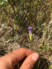 Swertiinae