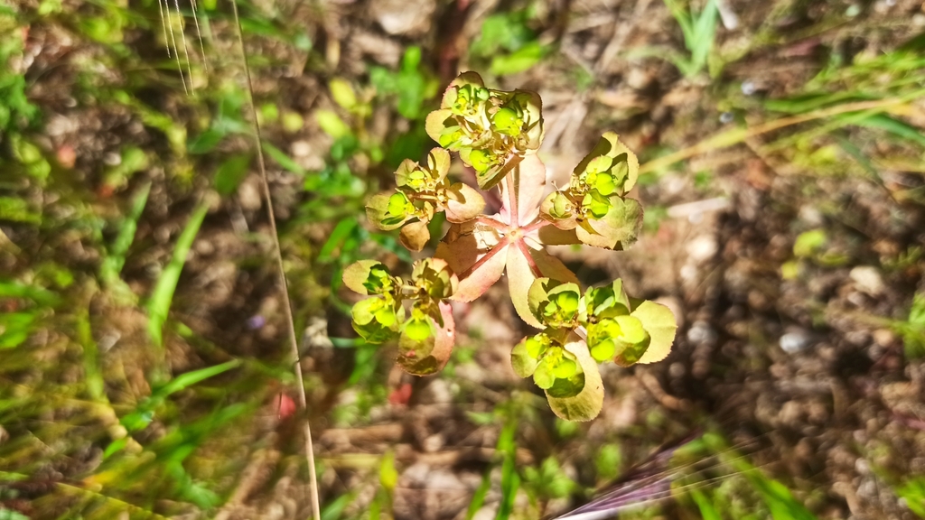 Sun spurge