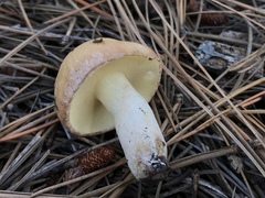 Suillus occidentalis