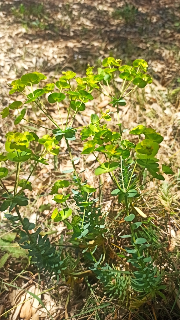 Euphorbia barrelieri