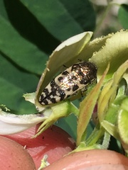 Acmaeodera decipiens