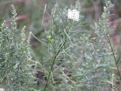 Asclepias verticillata