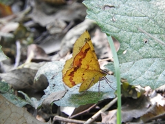 Erastria decrepitaria