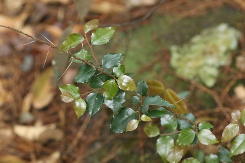 Image of Xylosma congesta by no rights reserved