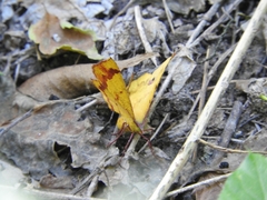 Erastria decrepitaria