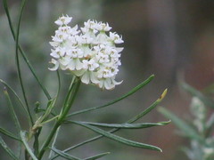 Asclepias verticillata