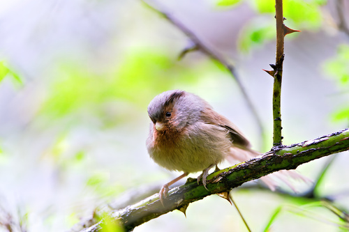 Przevalski's Parrotbill (Suthora przewalskii), photo 4