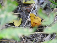 Erastria decrepitaria