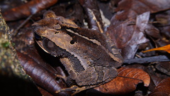 Incilius cavifrons