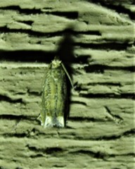 Epiblema abruptana