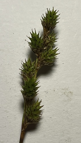 Carex brevior iNat (1)