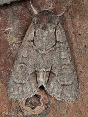 Acronicta radcliffei