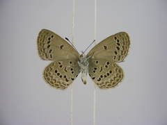 Zizina otis antanossa