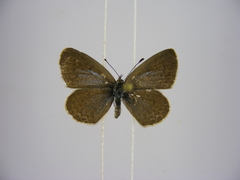 Zizina otis antanossa