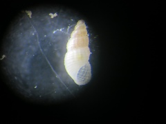 Odostomia ritteri