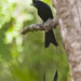 Greater Racket-tailed Drongo - Photo (c) Tarique Sani, some rights reserved (CC BY-NC-SA)