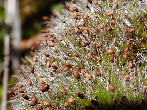 Grimmia ovalis observed 2025-04-27