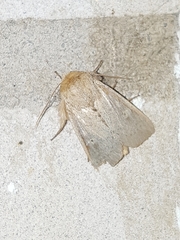 Leucania pseudargyria