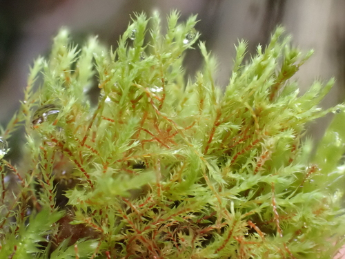 Philonotis caespitosa observed 2025-04-26