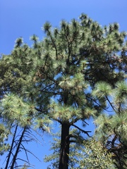 Pinus engelmannii