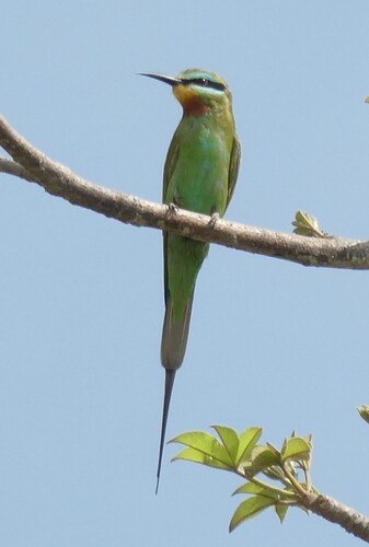 Blue-cheeked Bee-eater