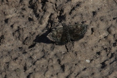 Hesperopsis alpheus