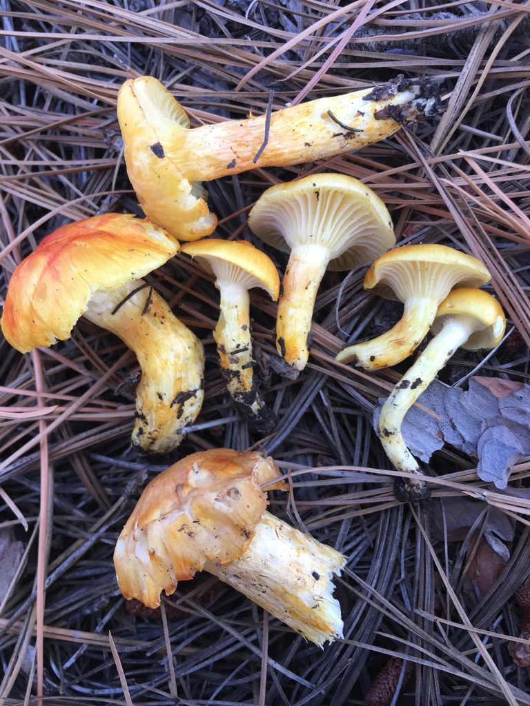 Larch Waxy Cap (Waxcap and Allied Mushroom (Hygrophoraceae) of the