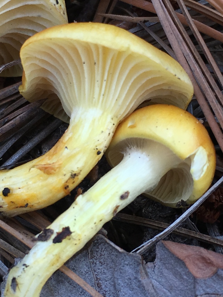 Larch Waxy Cap (Waxcap and Allied Mushroom (Hygrophoraceae) of the