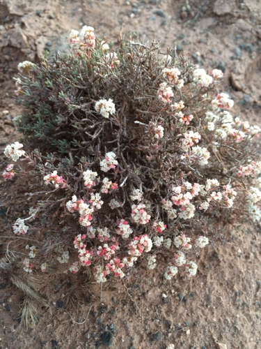 Yavapai County buckwheat (Eriogonum ericifolium)