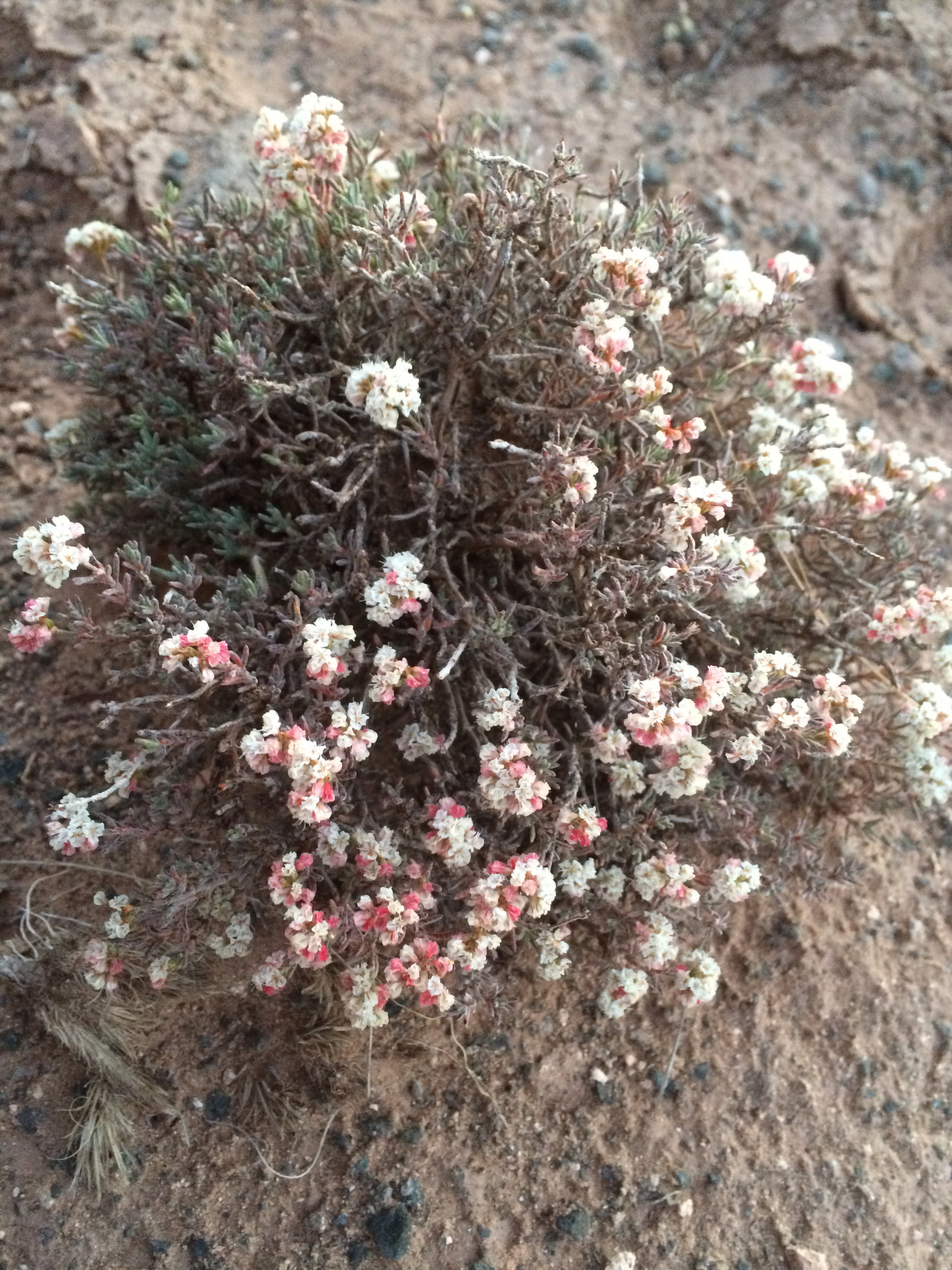 Eriogonum pulchrum
