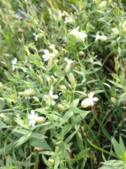 Silene procumbens